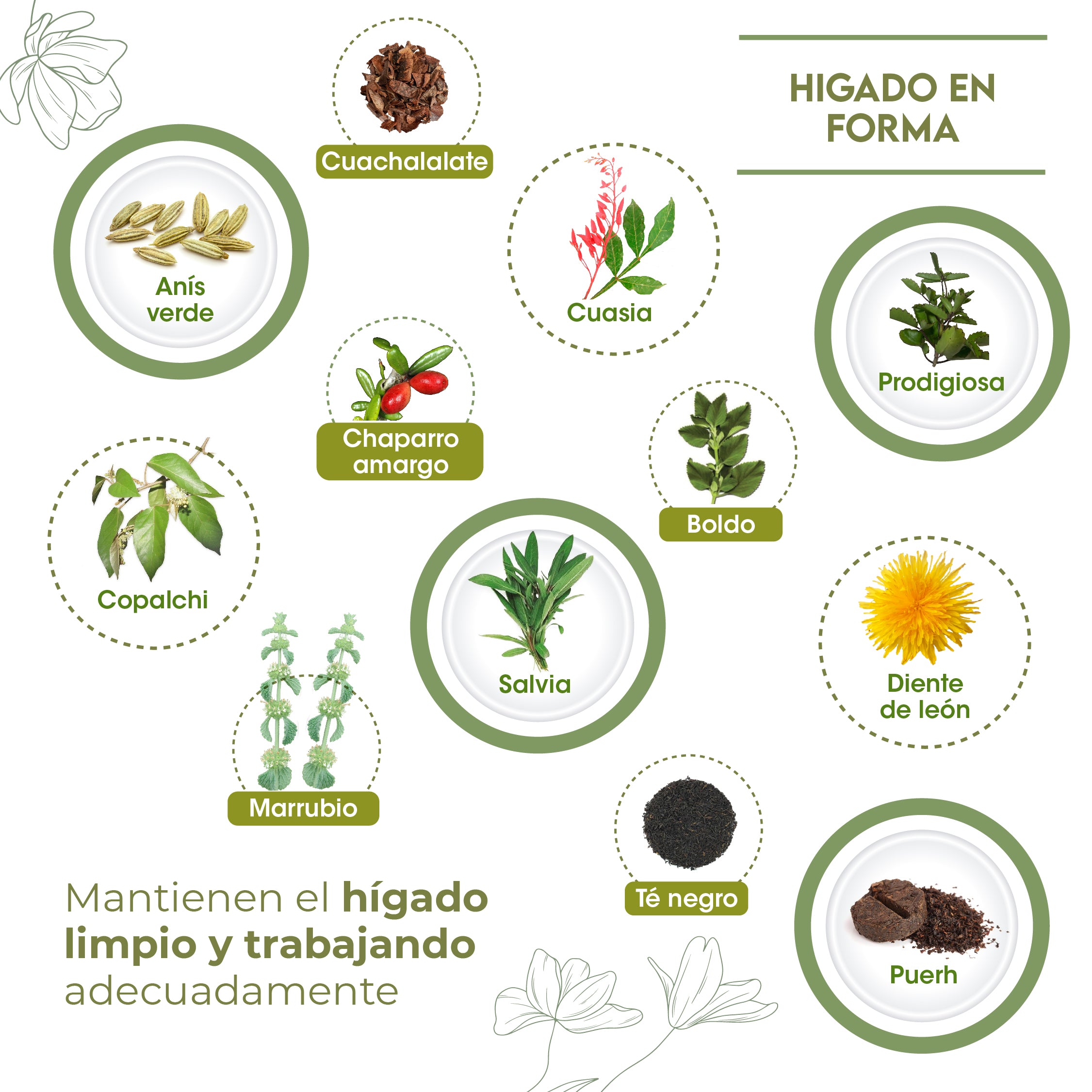 Hígado en forma