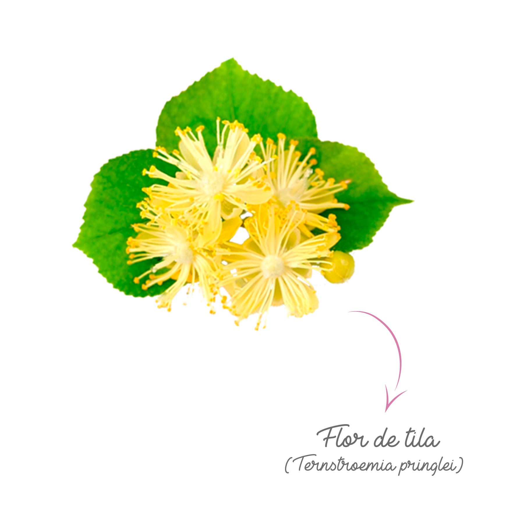 Flor de Tila