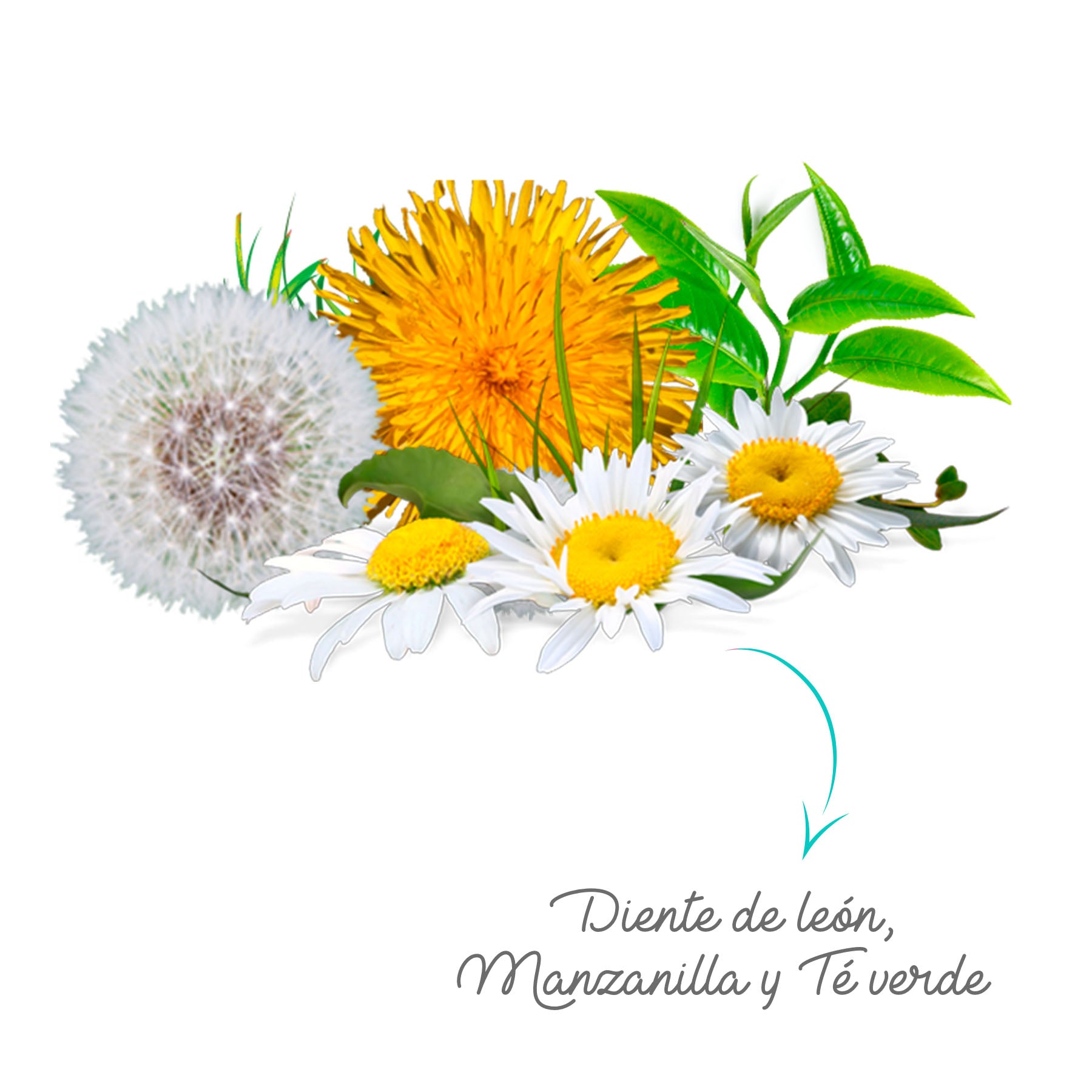 Fórmula Herbal (Manzanilla, Diente de León y Té Verde)